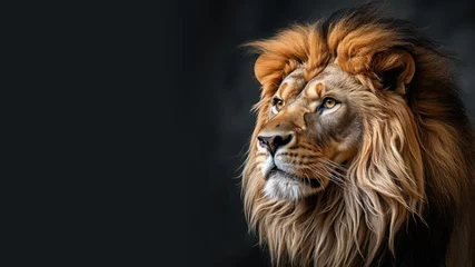 Foto op Plexiglas A lion looks in the distance isolated on gray background © pariketan