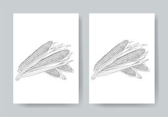 Corn Drawing and sketch