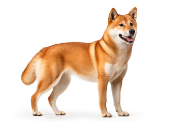 Shiba Inu dog standing alert and poised, its eyes gleaming with intelligence and curiosity