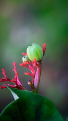 red on a green background