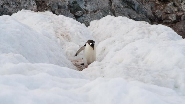 Gentoo Penguins walking on snow in Antarctica.