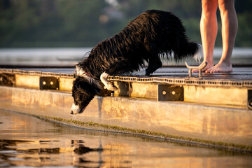 Pies rasy border collie przygląda się odbiciu w wodzie