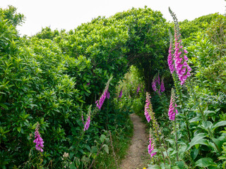 Whimsical Pathways, Foxglove Beauty in Hawkins Hill, New Zealand