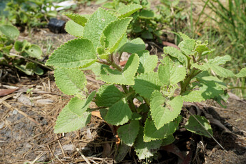 green plant in the garden