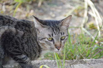 cute cat in a garden
