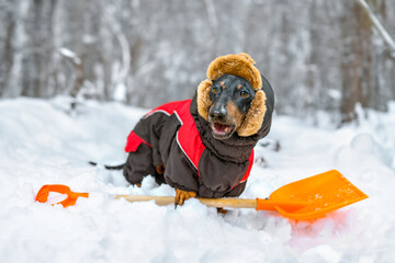 Funny dachshund dog in warm winter clothes on street clears snowdrifts with shovel, clears path...