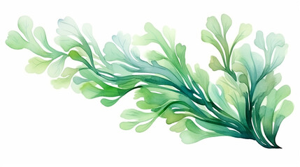 watercolor laminaria. hand painted underwater floral illustration with algae leaves branch isolated on white background.