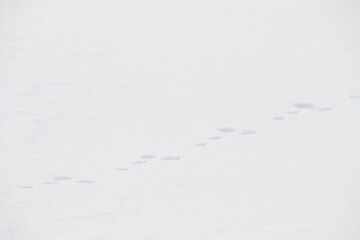 Rabbit animal tracks in fresh white winter snow background