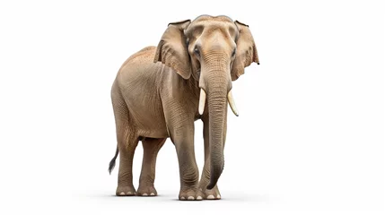 Foto op Plexiglas anti-reflex emale asia elephant isolated on white background © Muhammad