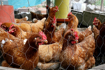 Grupo de gallinas con comederos, en gallinero casero
