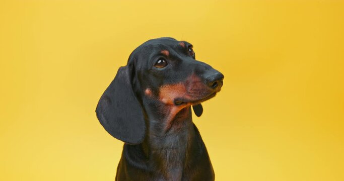 Portrait of a small inquisitive dog dachshund with touching innocent look on yellow background muzzle of curious puppy, looking carefully and begging for food Charming pet looks devotedly at its owner