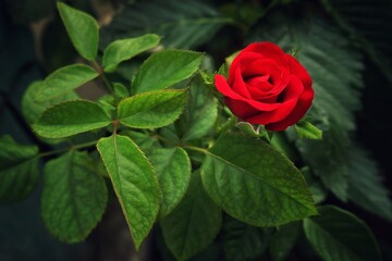 Red rose are blooming with leaves in the background in the garden