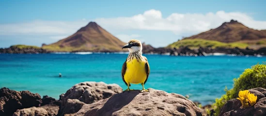 Foto op Canvas In the tropical paradise of the Galapagos Islands, a yellow flower bloomed amidst the cacti, attracting a finch while a tree provided refuge for a curious bird, showcasing the diverse fauna of this © 2rogan