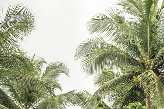 Beautiful tropical palm trees background photograph