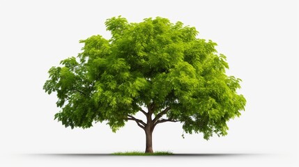 Green tree in summer isolated on transparent background via an alpha channel Very high quality mask without unwanted edge High resolution for professional digital composition