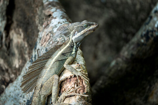 Jesus Christ lizard Basilisks Basilisk animal costa rica 