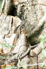Jesus Christ lizard Basilisks Basilisk animal costa rica 