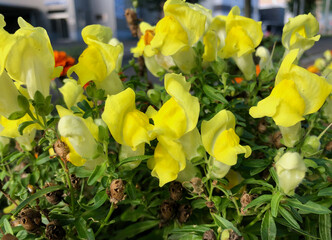 Yellow common snapdragon (Antirrhinum majus)