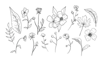 flower and plant handdrawn illustration engraving