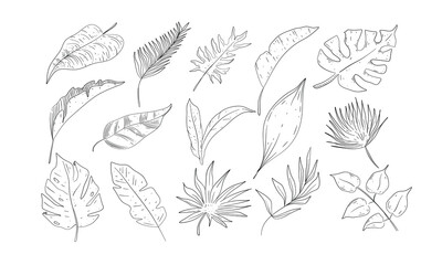 spring leaves handdrawn illustration engraving