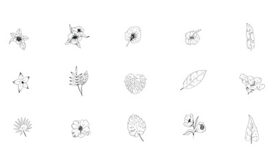 tropical plants handdrawn illustration engraving