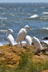 American white herons stands on the sea coast wildlife reserve 