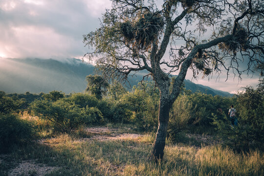 Quebracho tree at Sierra de Los Llanos, La Rioja, Argentina