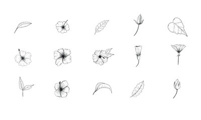 hibiscus flower handdrawn illustration engraving