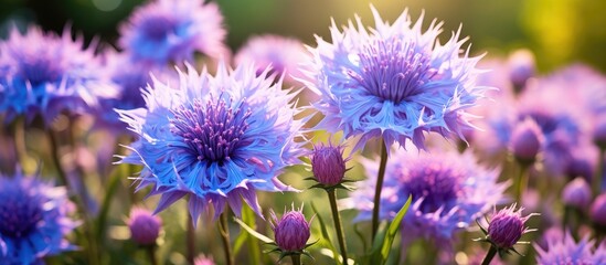In the vibrant summer garden, a beautiful Centaurea Jacea flower sways gracefully amidst the lush green grass and colorful meadow, its bokeh-filled petals glistening in the warm rays of sunshine, a - obrazy, fototapety, plakaty