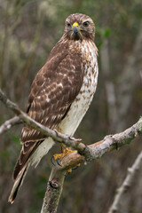 Red-shouldered Hawk