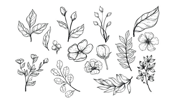 leaf and flowers handdrawn illustration engraving
