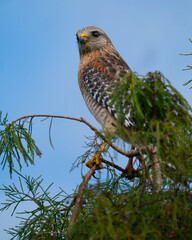 A Red-shouldered Hawk Perched