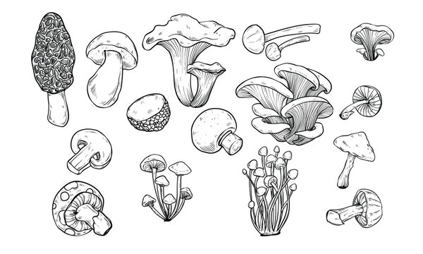 mushroom type handdrawn illustration engraving