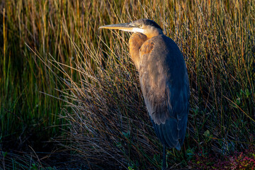 Great Blue Heron in Marsh Grass with Morning Light (landscape oriented)