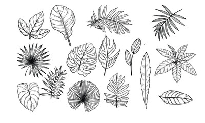 tropical leaves handdrawn illustration engraving