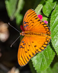 Gulf Fritillary on Latana flowers