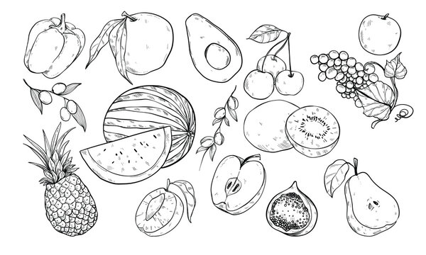 fresh fruit handdrawn illustration engraving