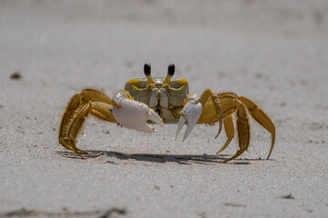Atlantic Ghost Crab on Beach