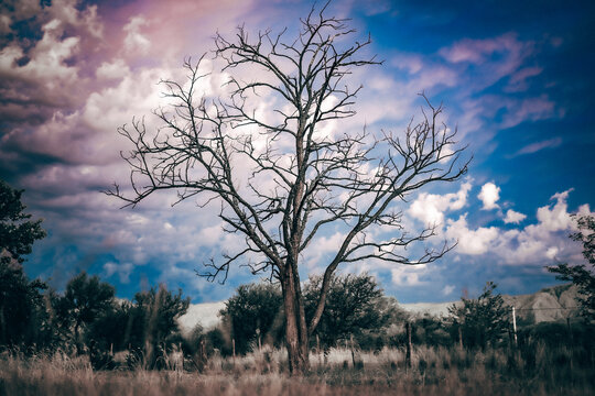 Quebracho tree at Las Calles - Traslasierra, C&oacute;rdoba, Argentina