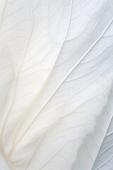 Fototapeta na wymiar Detailed skeletal leaf veins on a white backdrop, perfect for botanical studies, nature-inspired designs, or educational graphics.