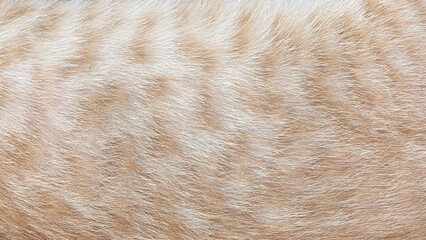 orange cat fur texture for background