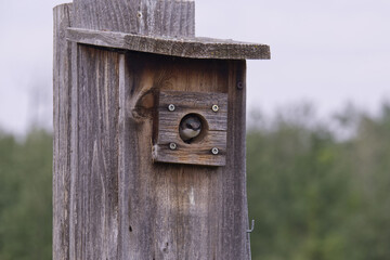 Tree Swallow in a Birdhouse
