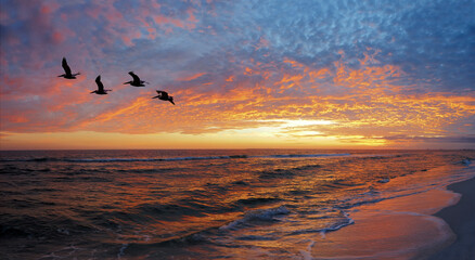 Panorama of a Beautiful Florida Gulf Coast Beach Sunset with Pelicans Flying Over - 681936903