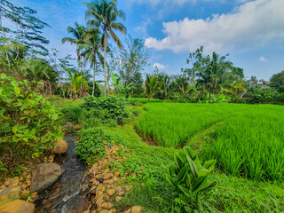 Fototapeta na wymiar Tranquil Countryside Landscape with Green Fields and Coconut Trees Under a Blue Sky. Use for Agricultural concept or wallpaper. 