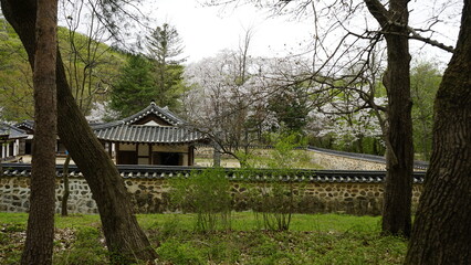 Fototapeta na wymiar 김포 장릉은 문화재인 전통 한옥과 정원이 있는 아름다운 봄 풍경입니다