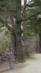 김포 장릉에는 문화재인 한옥집과 정원이 아름다게 꽃들이 피어 있는 정원입니다.