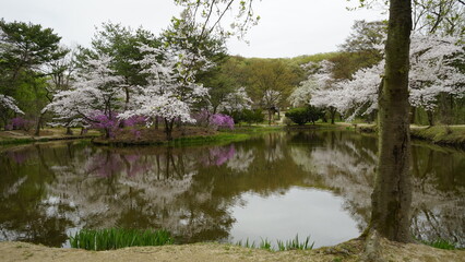 김포 장릉에는 전통 문화재인 한옥건축물과 정원이 아름답게 꽃들이 있는 풍경입니다