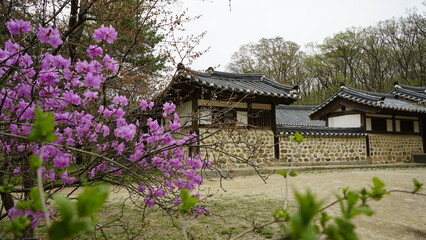 Fototapeta na wymiar 김포 장릉에는 전통 문화재인 한옥건축물과 정원이 아름답게 꽃들이 있는 풍경입니다