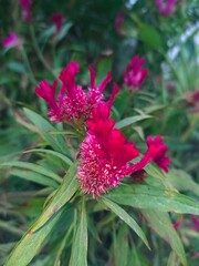 pink flower with green leaves in garden 