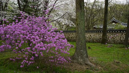 김포 장릉에는 문화재인 정원과 한옥 건축물이 봄풍경과 함께 아름답게 꽃들이 피었습니다